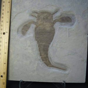 Eurypterids (Sea Scorpions)