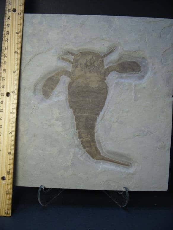 sea scorpian fossils