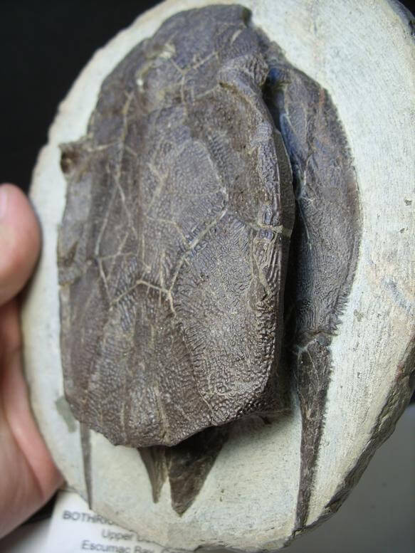 Bothriolepis Fossil