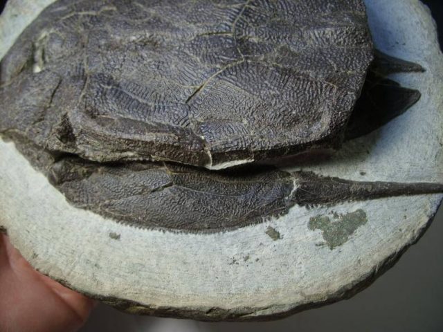 Bothriolepis Fossil