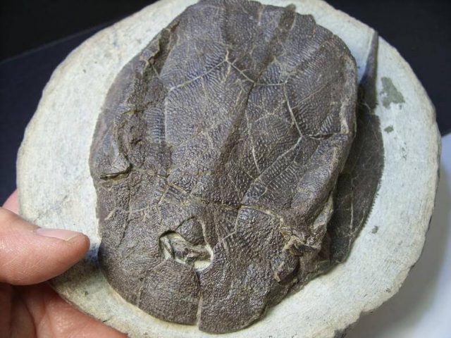 Bothriolepis Fossil