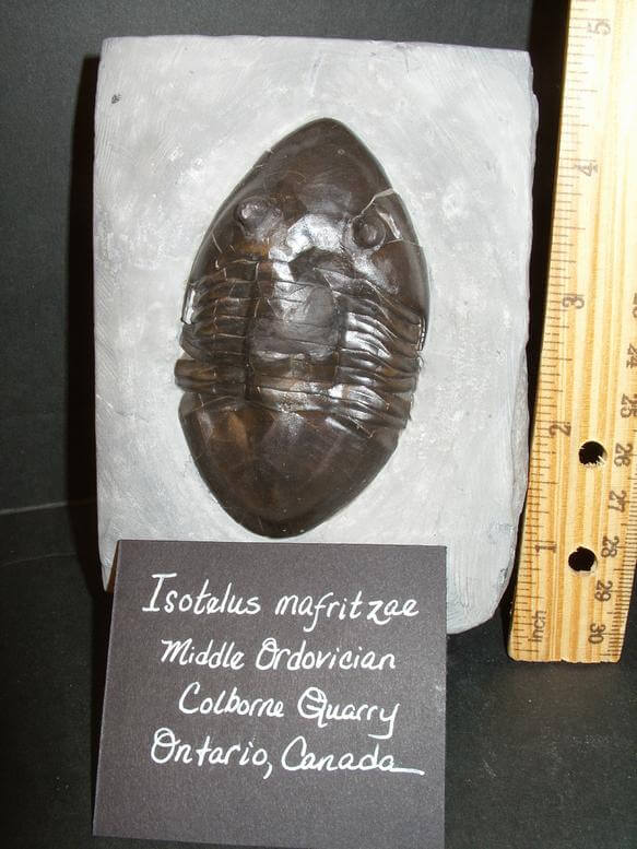 Isotelus trilobite