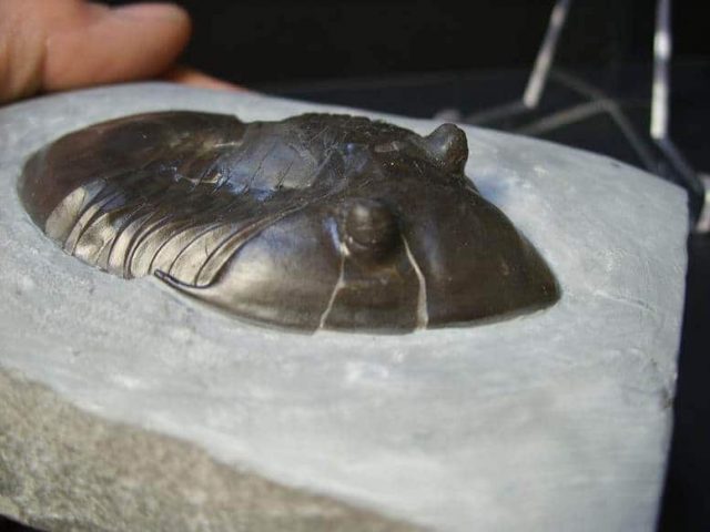 Isotelus trilobite