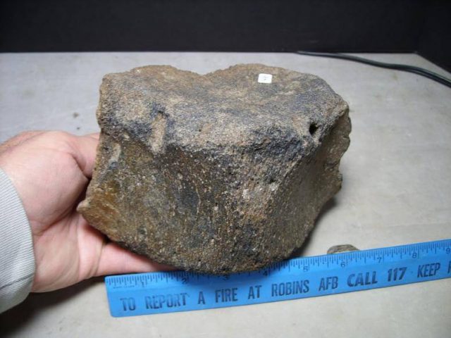 Large Fossilized Sperm Whale Vertebra (123116a) - Image 2