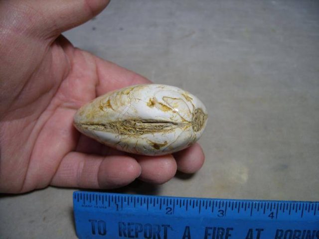 clam fossil