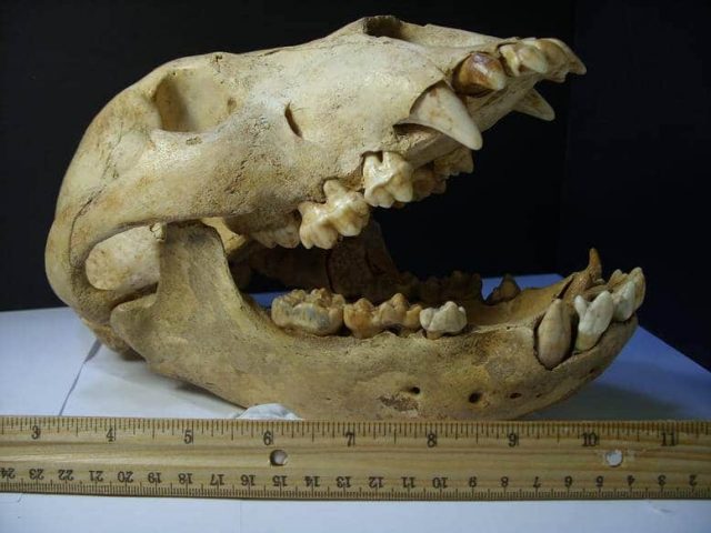 Juvenile Fossilized Cave Bear Skull (012117a) - Image 5