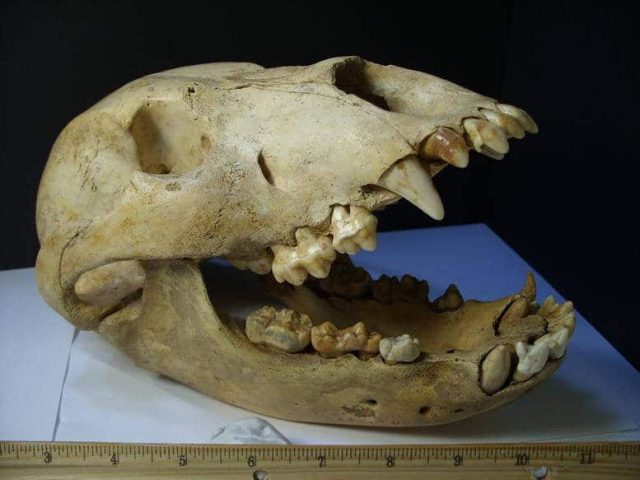 Cave Bear Skull Fossil