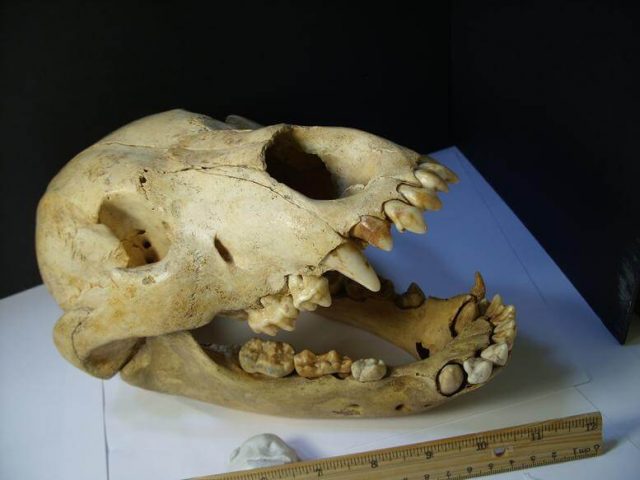 Cave Bear Skull Fossil