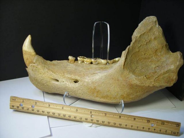 Cave Bear Skull Fossil