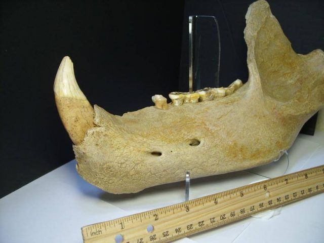 Cave Bear Skull Fossil