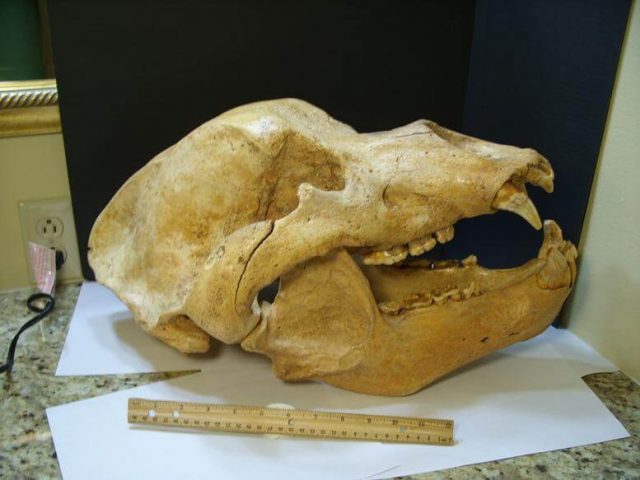 Cave Bear Skull Fossil