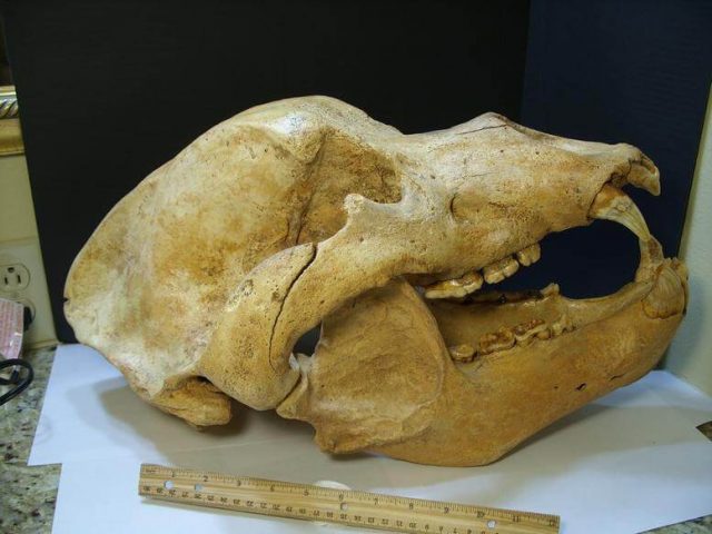 Cave Bear Skull Fossil
