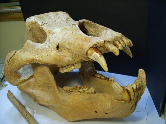Cave Bear Skull Fossil