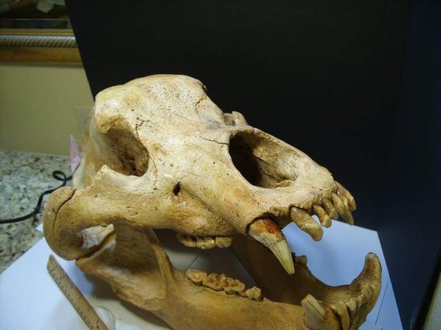Cave Bear Skull Fossil