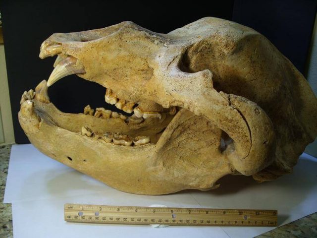 Cave Bear Skull Fossil