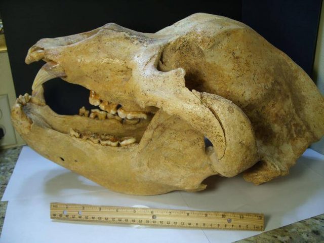 Cave Bear Skull Fossil