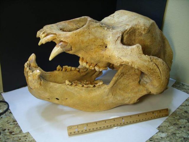 Cave Bear Skull Fossil
