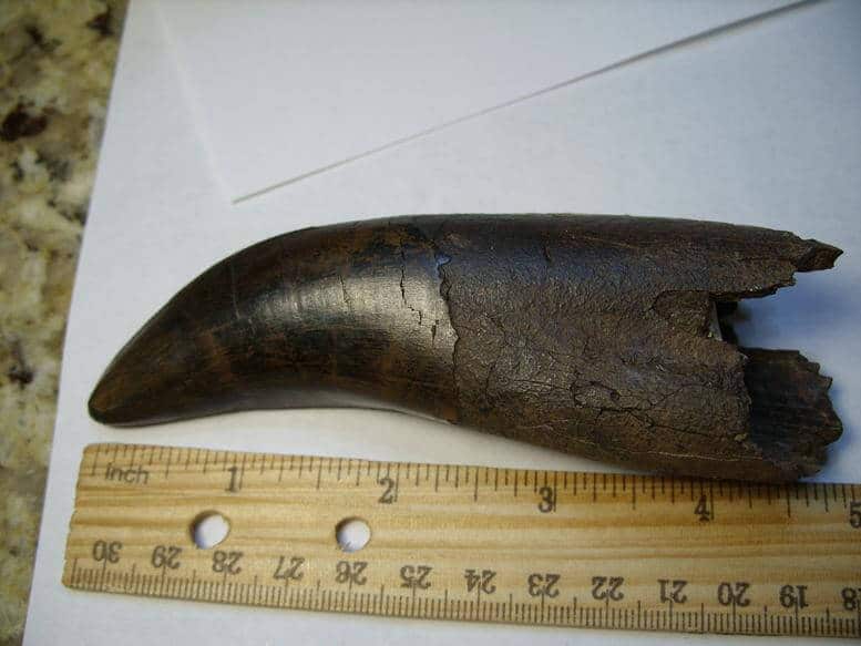 real t rex tooth