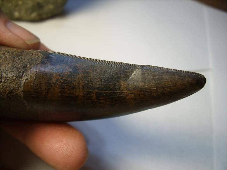 t rex tooth fossil for sale