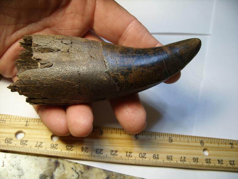 buy t rex tooth