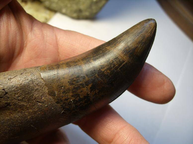 t rex tooth for sale