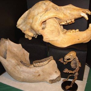 Mammal Fossils