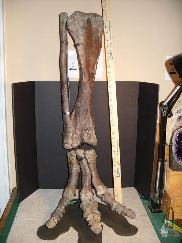 Hadrosaur Dinosaur Bones