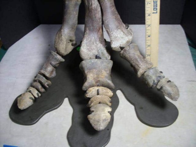 Hadrosaur Dinosaur Bones