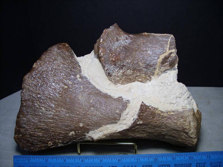 fossil bones for sale