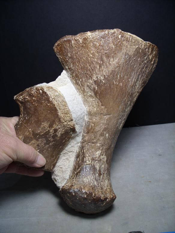 non fossilized dino bones