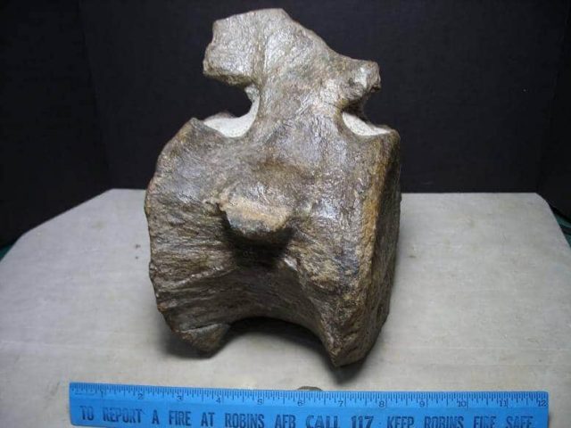 Dinosaur bones
