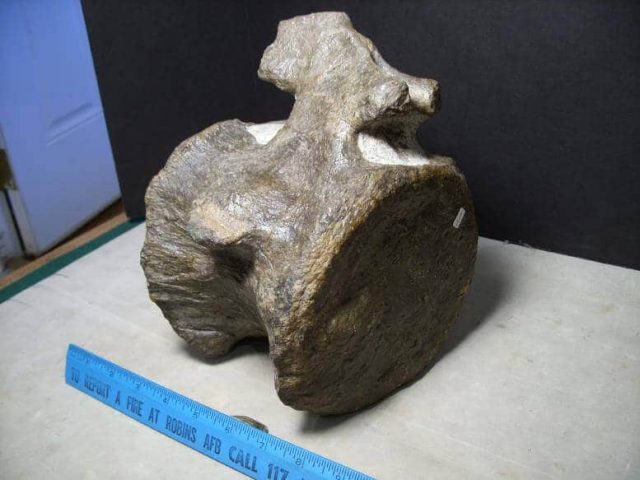 Dinosaur bones