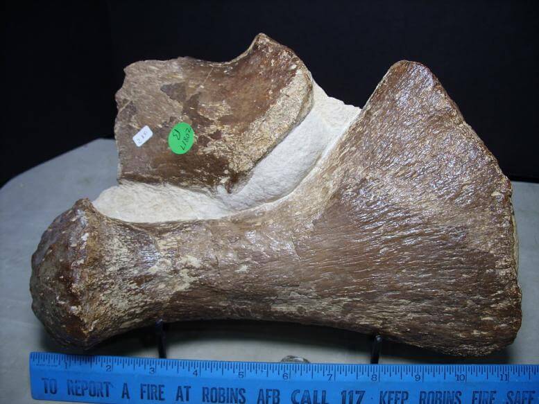 real dinosaur fossils for sale
