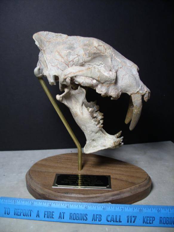 Saber Tooth Cat Fossil
