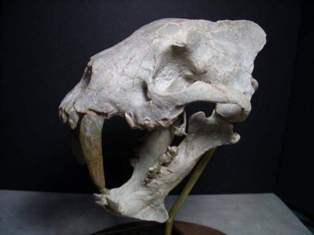 Saber Tooth Cat Fossil