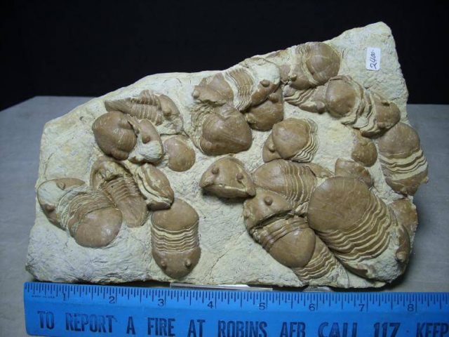 Buy Trilobite Fossils