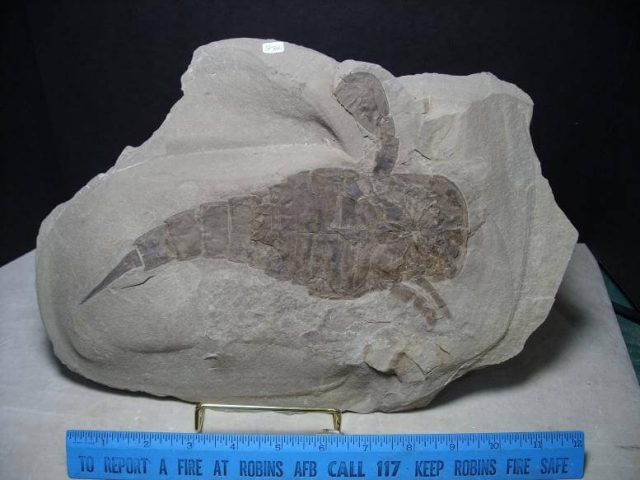 eurypterid fossils