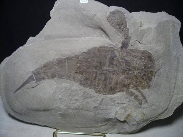 eurypterid fossils