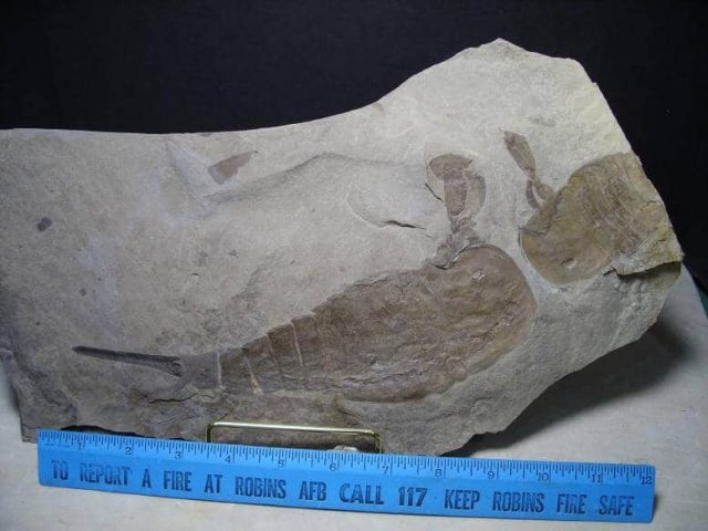 Eurypterid Fossils