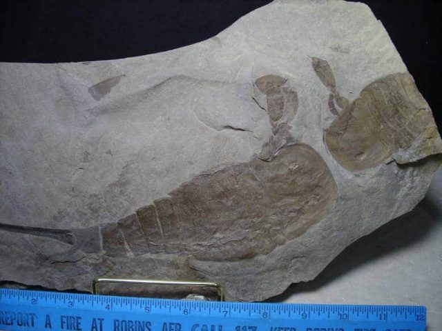 Very Large Eurypterid Specimen - Image 2