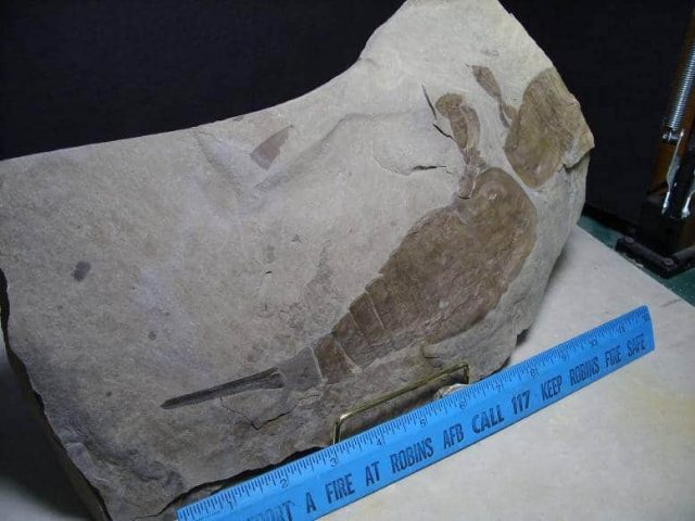 Very Large Eurypterid Specimen - Image 3
