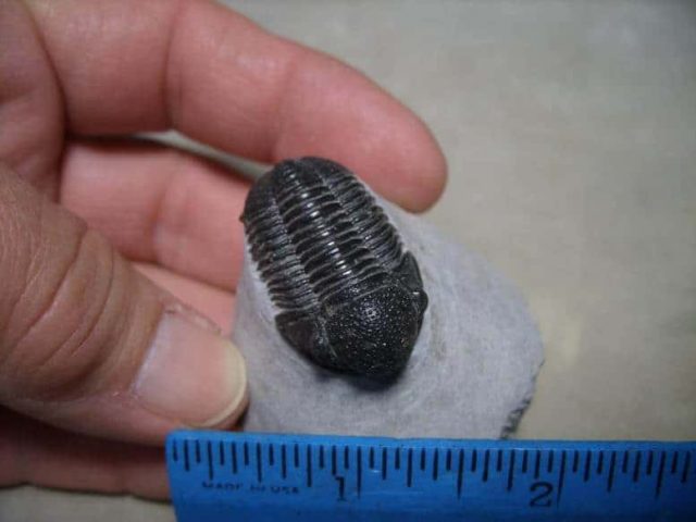 Gerastos granulosus Trilobite