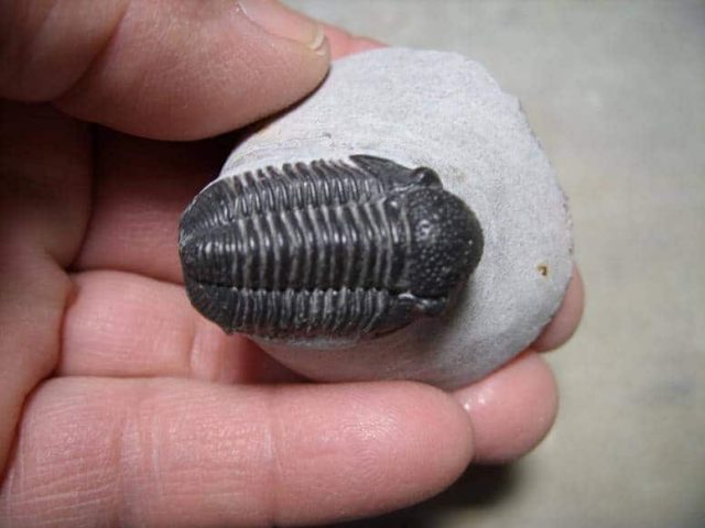 Gerastos granulosus Trilobite - Image 2