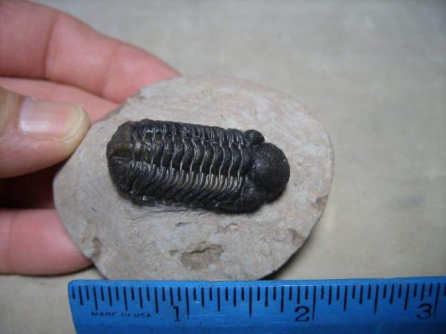 Fossilized trilobite Redops