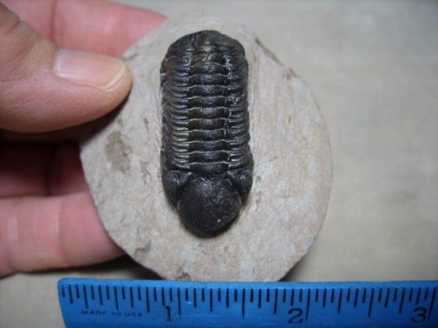 Fossilized trilobite Redops
