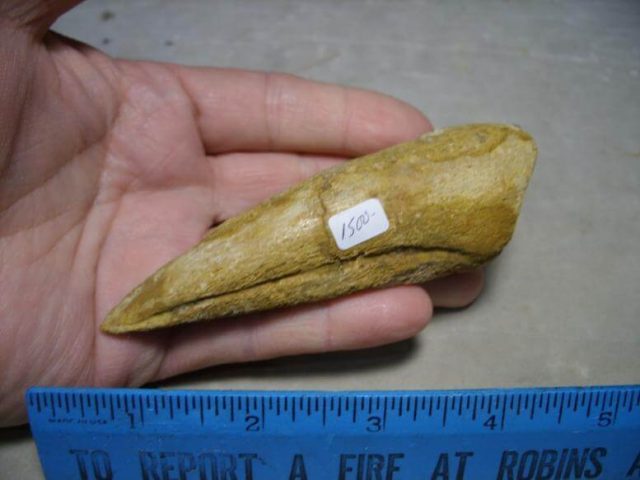 Charcarodontosaurus Dinosaur Foot Claw