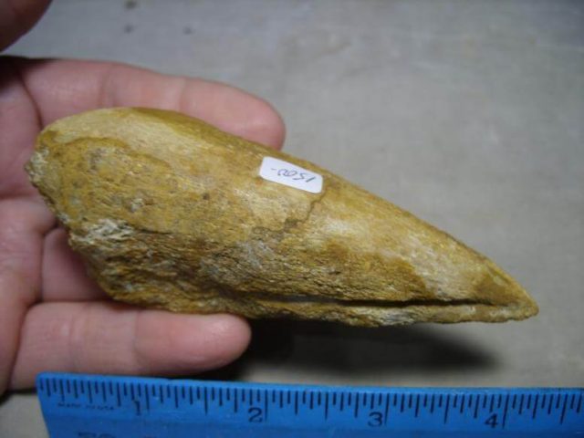 Charcarodontosaurus Dinosaur Foot Claw