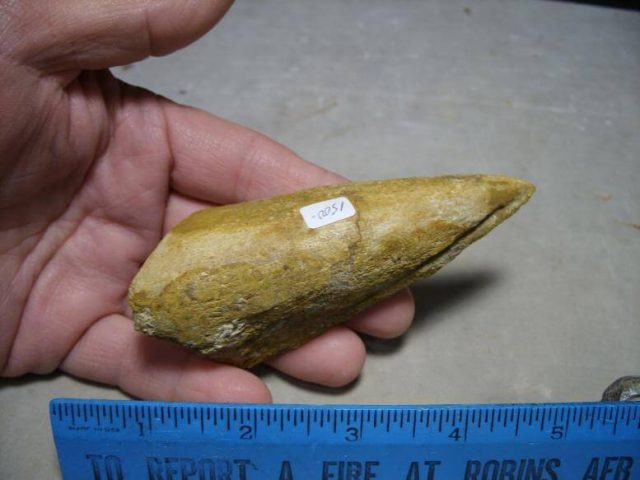 Charcarodontosaurus Dinosaur Foot Claw