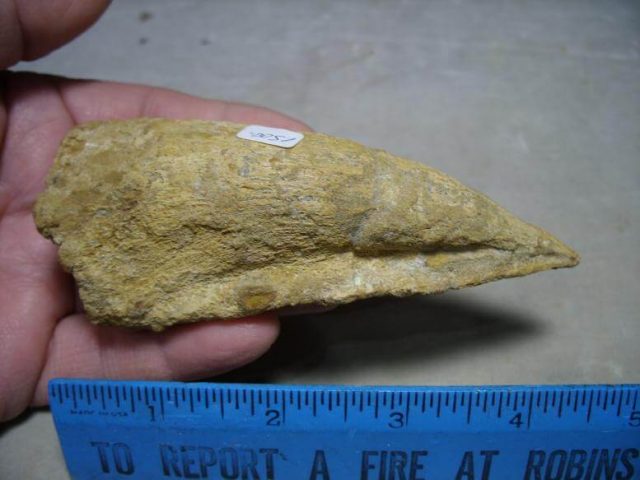 Charcarodontosaurus Dinosaur Foot Claw