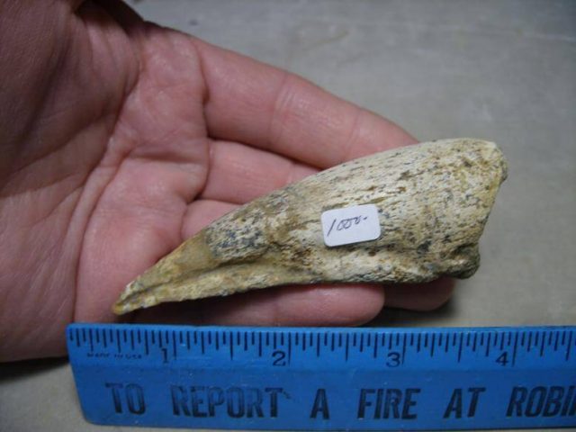 Charcarodontosaurus Dinosaur Foot Claw